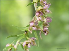 breitblättrige stendelwurz (epipactis helleborine)....