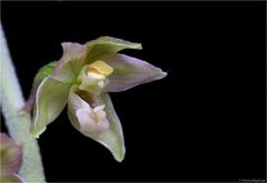 Breitblättrige Stendelwurz (Epipactis helleborine)