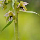 Breitblättrige Stendelwurz (Epipactis helleborine)..