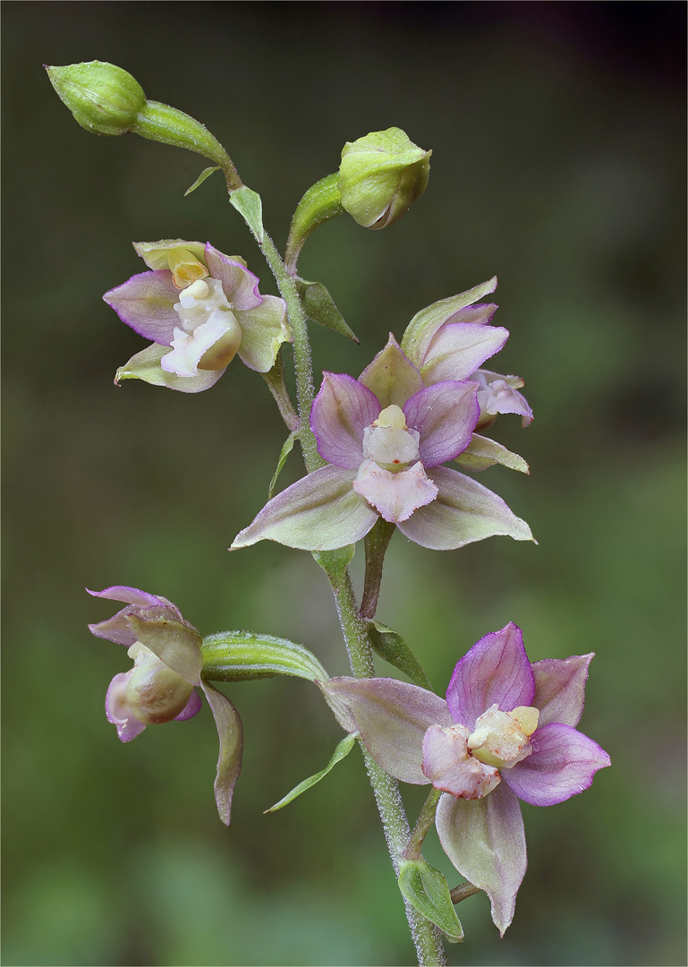 Breitblättrige Stendelwurz (Epipactis helleborine)