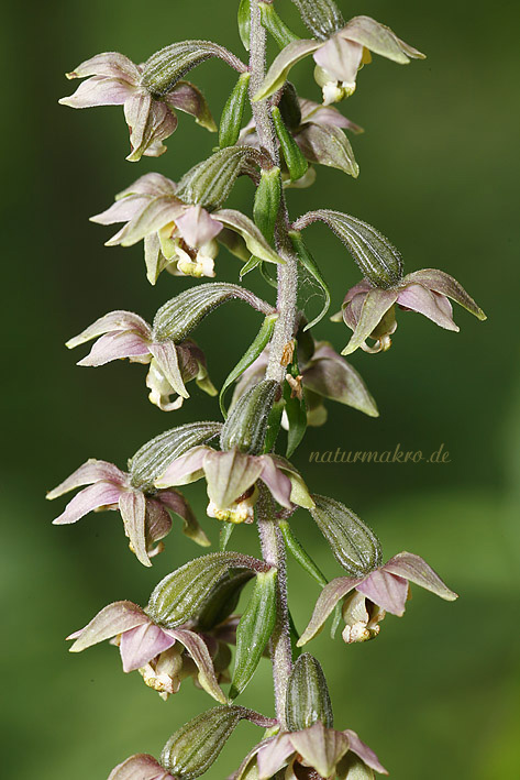 Breitblättrige Stendelwurz.... (Epipactis helleborine)