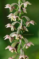 Breitblättrige Stendelwurz.... (Epipactis helleborine)