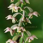 Breitblättrige Stendelwurz.... (Epipactis helleborine)