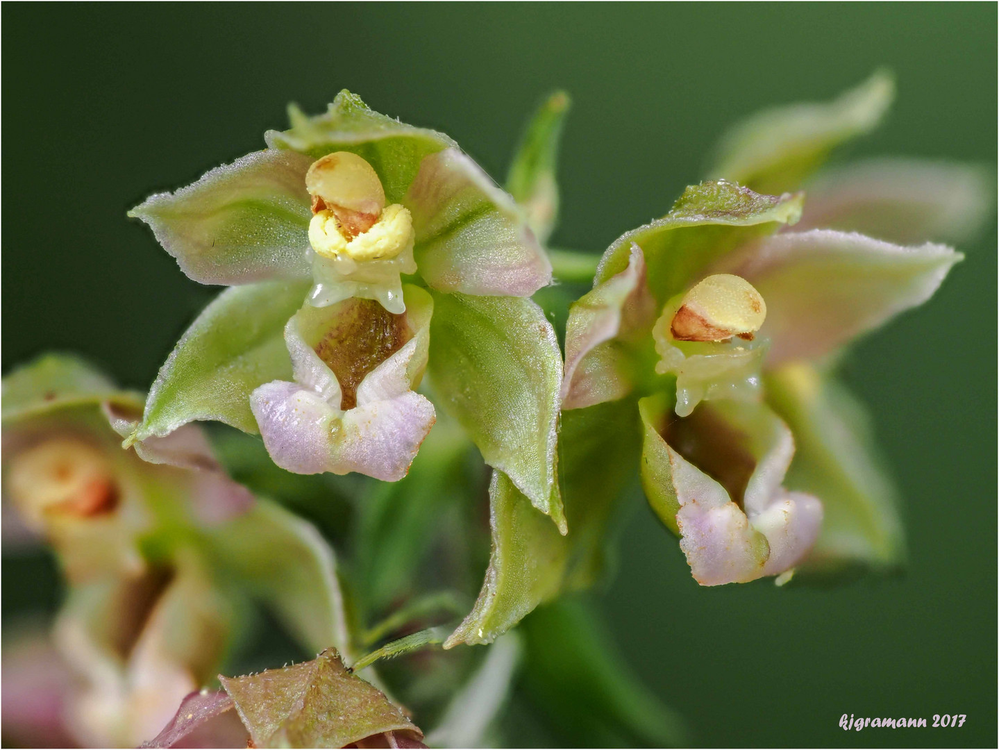 breitblättrige stendelwurz (epipactis helleborine).....