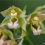 breitblättrige stendelwurz (epipactis helleborine).....