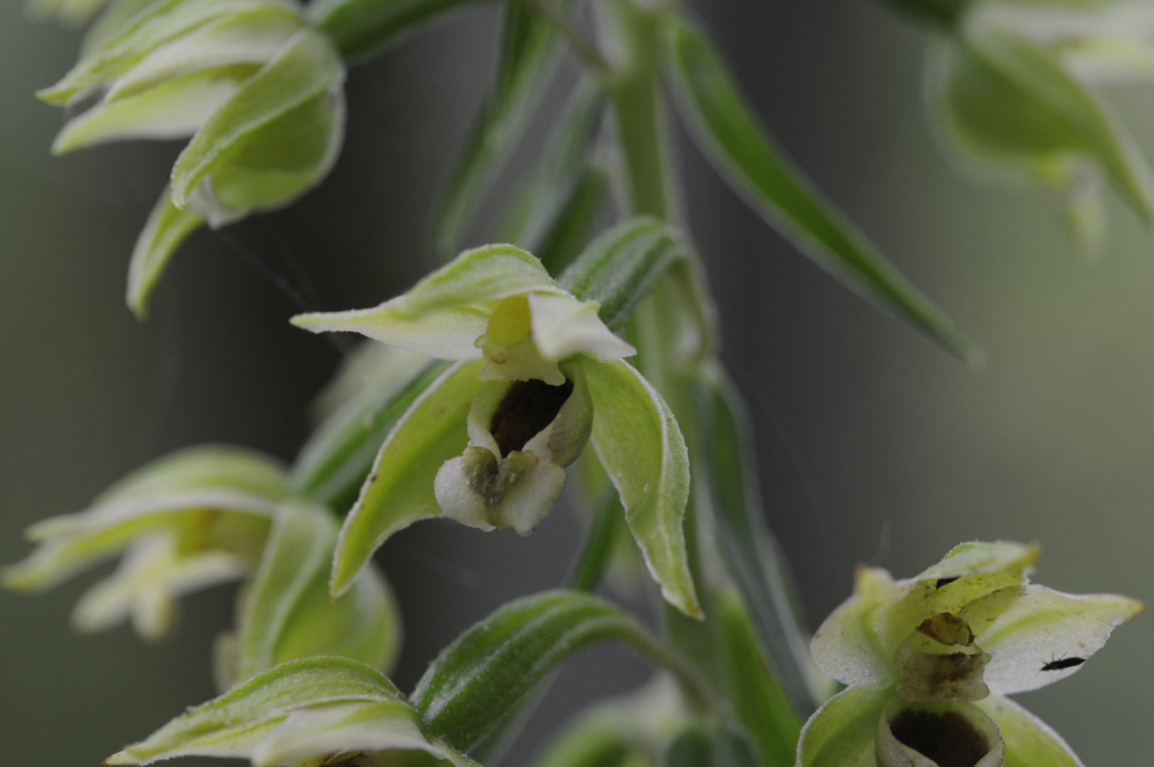 Breitblättrige Stendelwurz (Epipactis helleborine), Foto & Bild