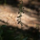 Breitblättrige Stendelwurz  -  Epipactis helleborine