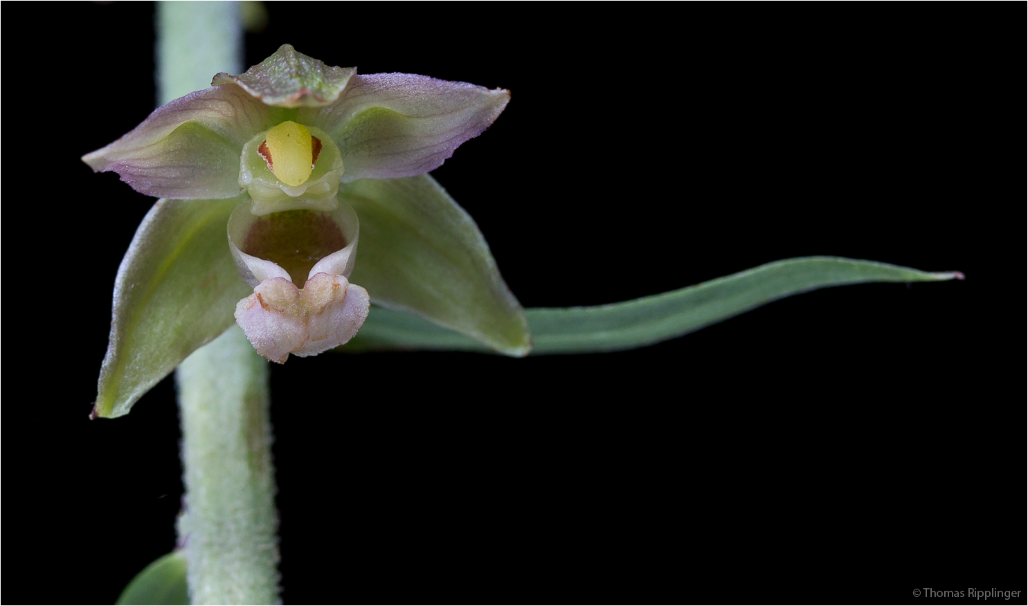 Breitblättrige Stendelwurz (Epipactis helleborine)...