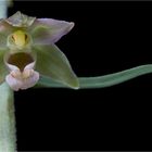 Breitblättrige Stendelwurz (Epipactis helleborine)...