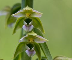 Breitblättrige Stendelwurz (Epipactis helleborine)