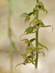 Breitblättrige Stendelwurz (Epipactis helleborine)