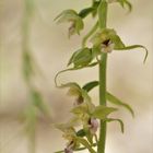 Breitblättrige Stendelwurz (Epipactis helleborine)