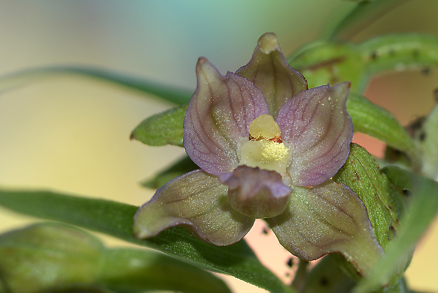 Breitblättrige Stendelwurz (Epipactis helleborine)