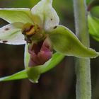 Breitblättrige Stendelwurz 'Epipactis helleborine aggr.' 1