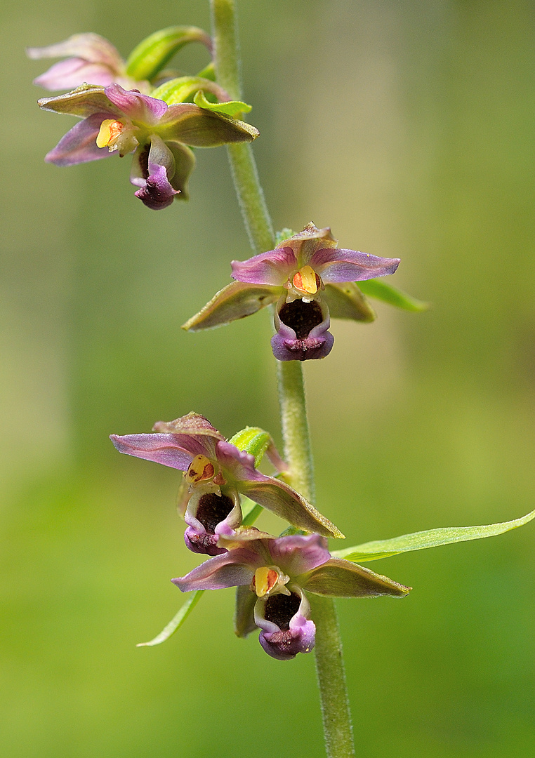 Breitblättrige Stendelwurz - Epipactis helleborine