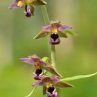 Breitblättrige Stendelwurz - Epipactis helleborine