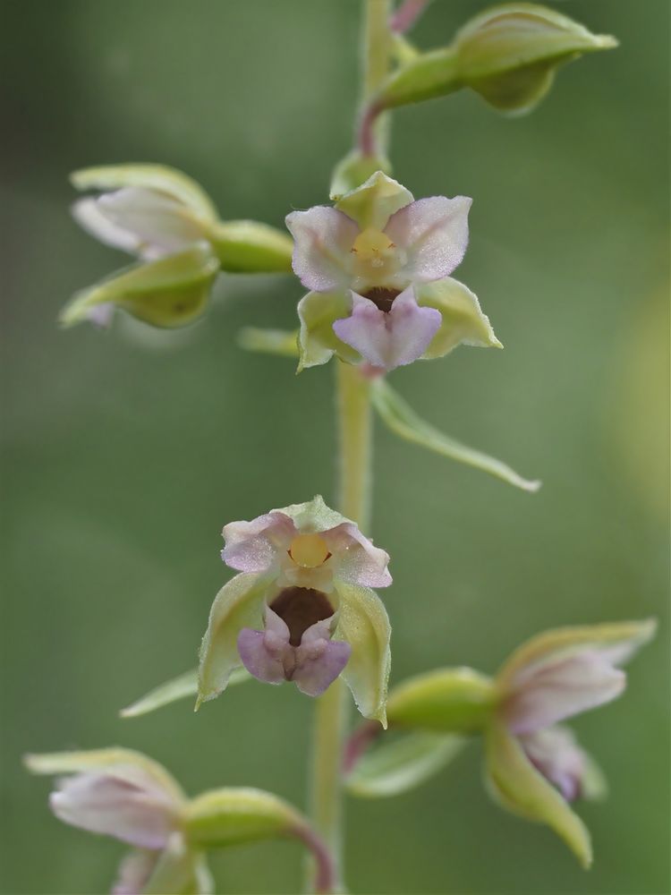 Breitblättrige Stendelwurz (Epipactis helleborine)