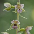 Breitblättrige Stendelwurz (Epipactis helleborine)