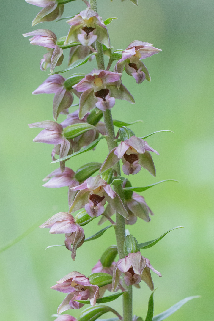 Breitblättrige Stendelwurz (Epipactis helleborine) Foto & Bild