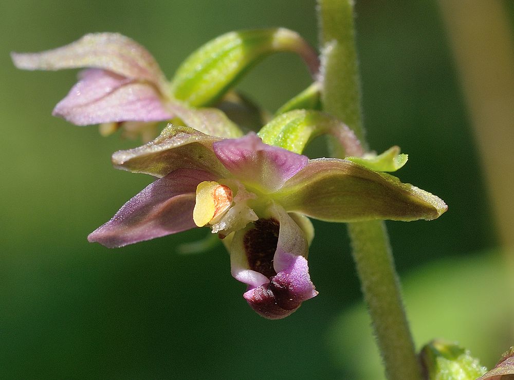Breitblättrige Stendelwurz / Epipactis helleborine Foto & Bild