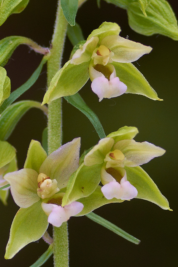 Breitblättrige Stendelwurz (Epipactis helleborine)_Detail