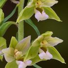 Breitblättrige Stendelwurz (Epipactis helleborine)_Detail