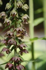 Breitblättrige Stendelwurz(E.helleborine) mit Bestäuber