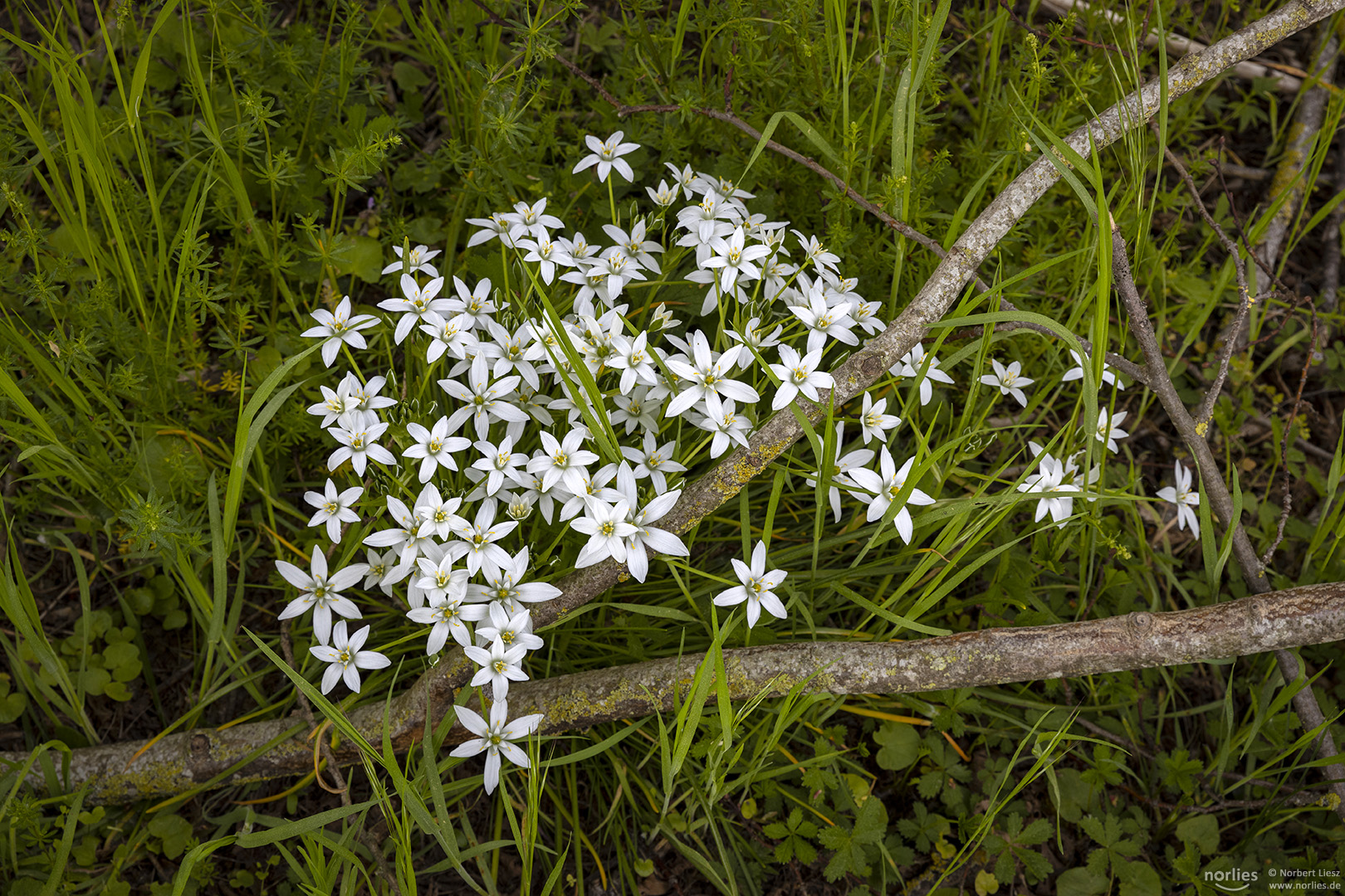 Breitblättriger Dolden-Milchstern