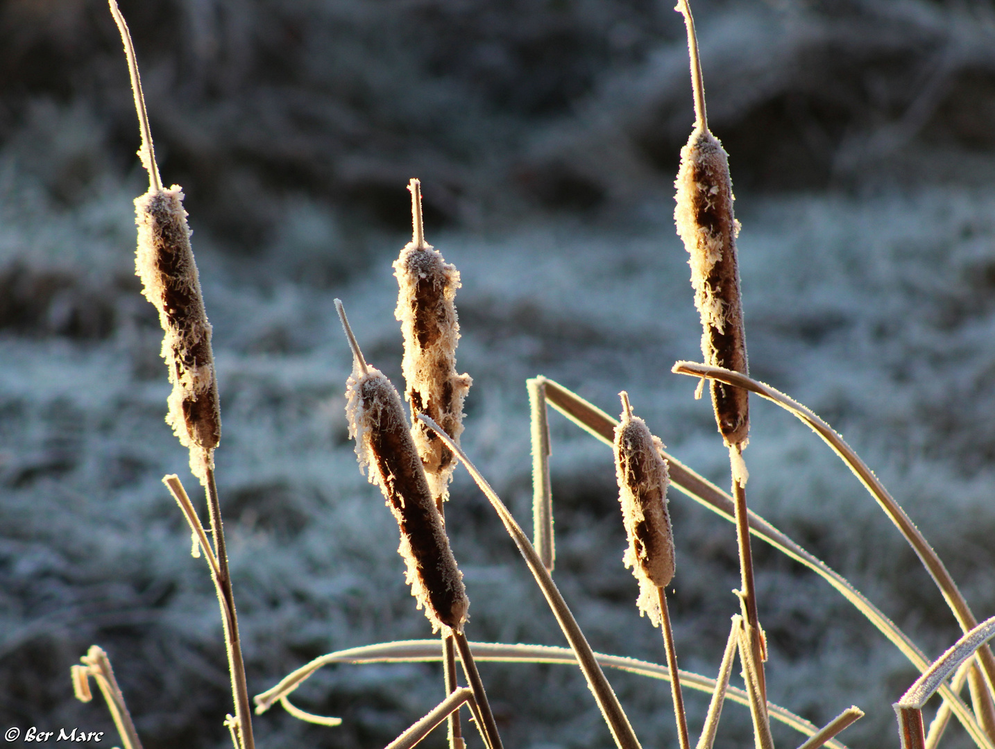 Breitblättriger Rohrkolben nach dem ersten Frost