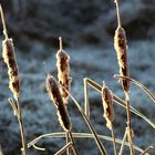 Breitblättriger Rohrkolben nach dem ersten Frost