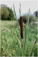 Breitblättriger Rohrkolben (Typha latifolia)