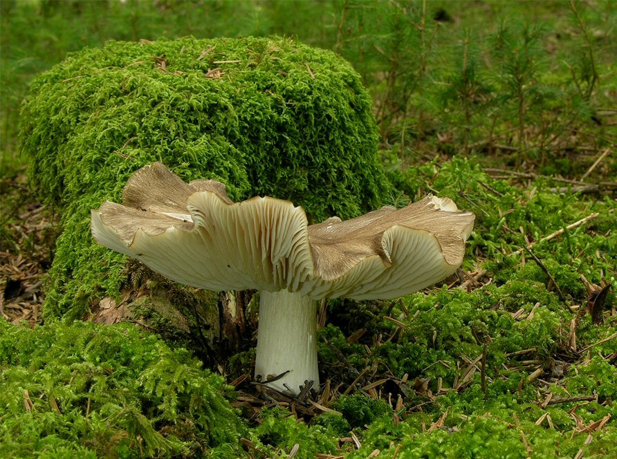 Breitblättriger Rübling (Megacollybia platyphylla)