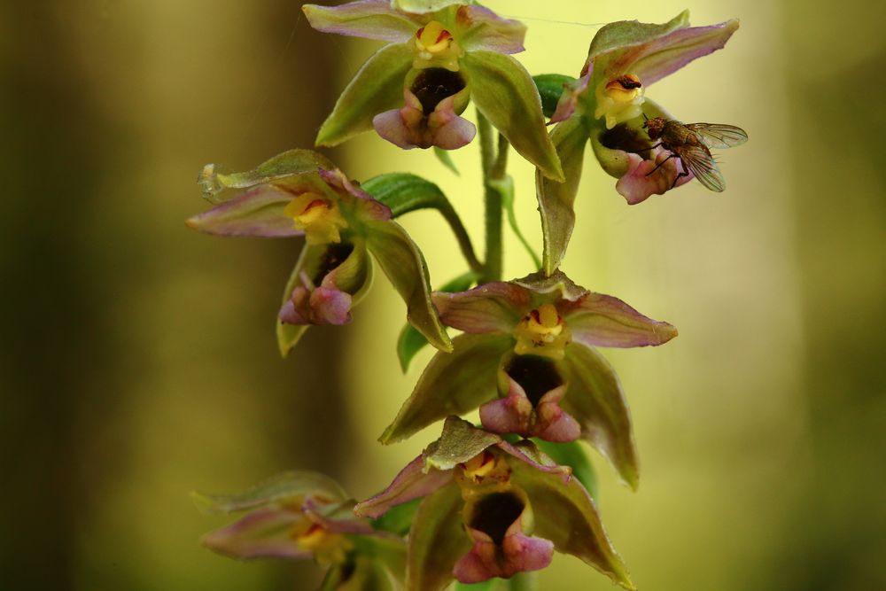 Breitblättriger Stendelwurz ((Epipactis helleborine)