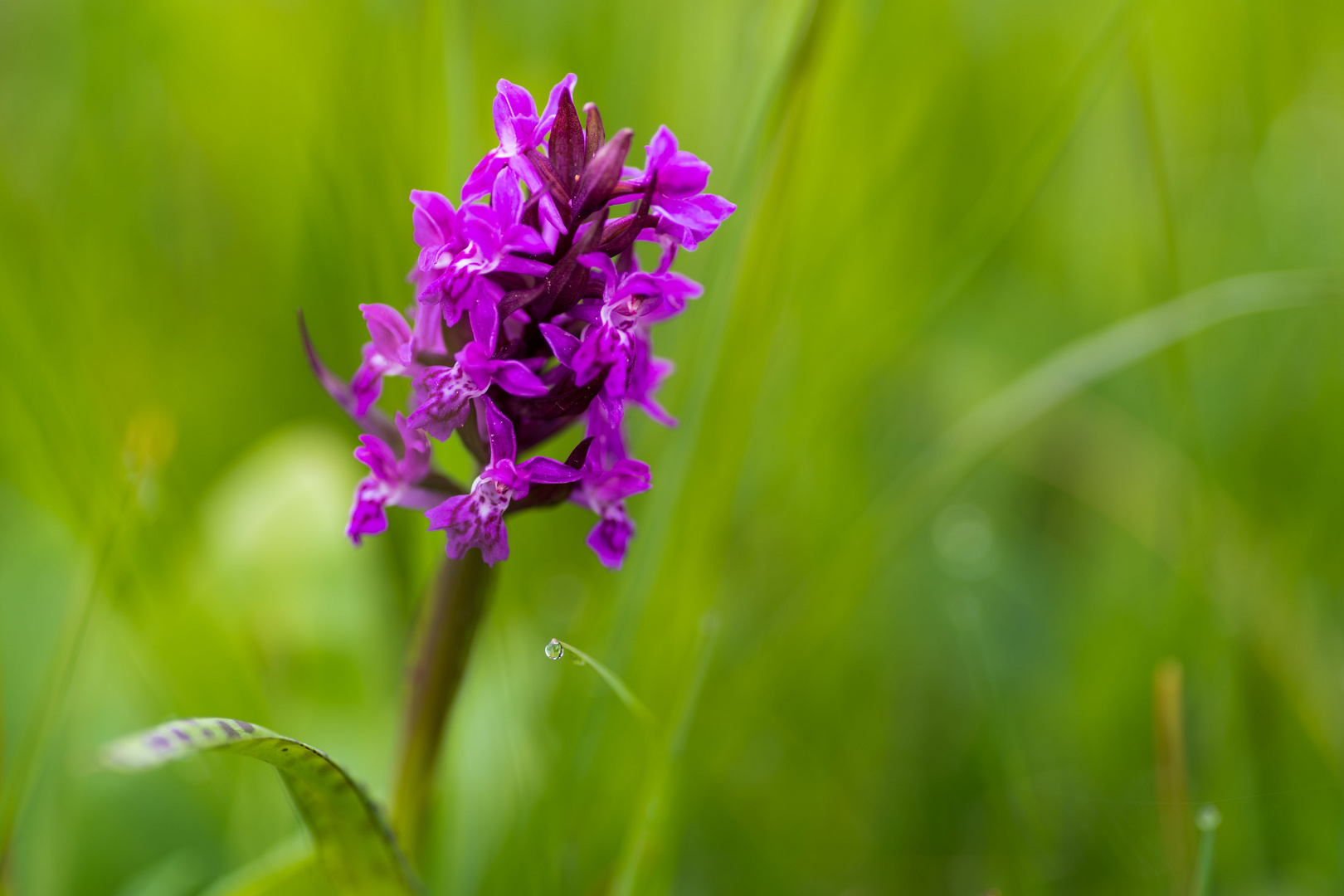 Breitblättriges Knabenkraut Foto & Bild makro, wiese, natur Bilder