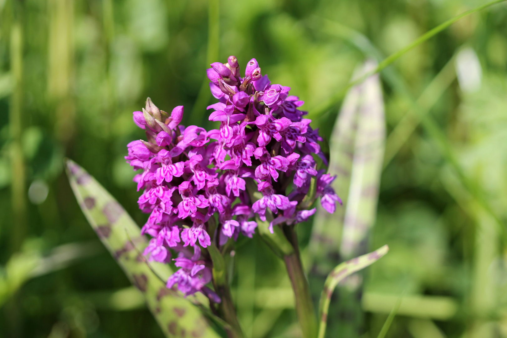 Breitblättriges Knabenkraut - Dactylorhiza majalis