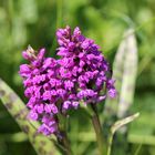 Breitblättriges Knabenkraut - Dactylorhiza majalis