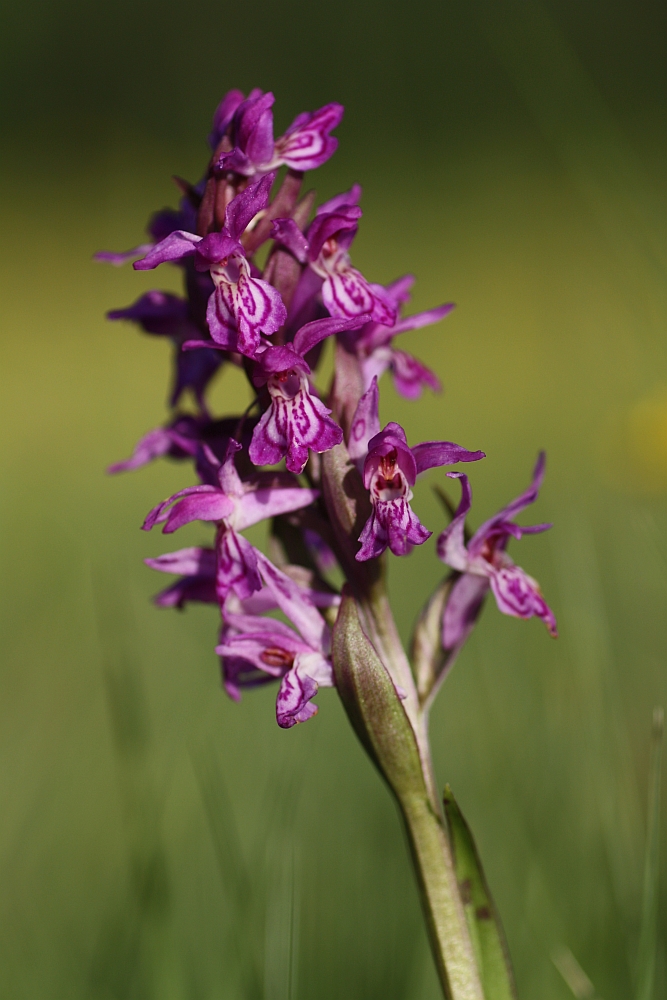 Breitblättriges Knabenkraut (Dactylorhiza majalis)