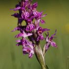 Breitblättriges Knabenkraut (Dactylorhiza majalis)