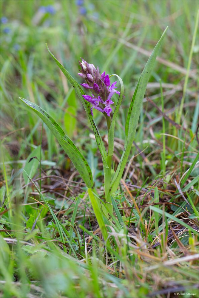 Breitblättriges Knabenkraut (Dactylorhiza majalis)...