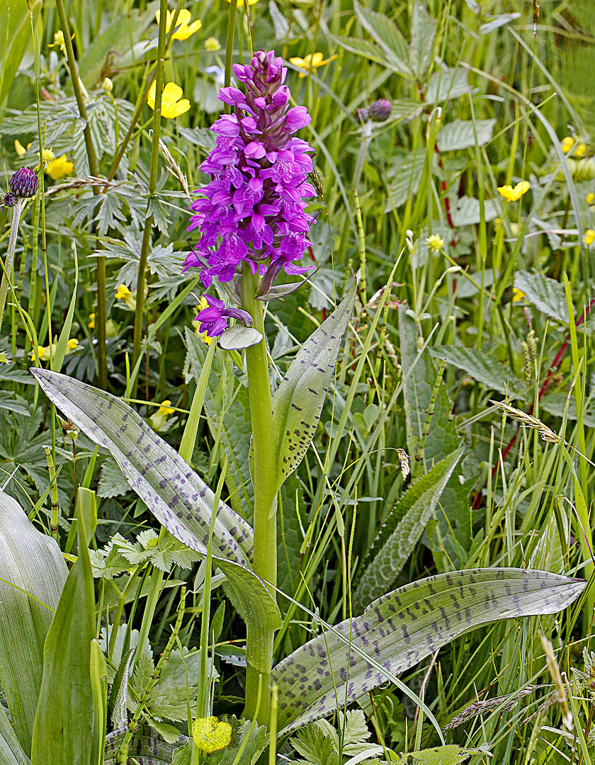 Breitblättriges Knabenkraut (Dactylorhiza majalis) 1