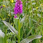 Breitblättriges Knabenkraut (Dactylorhiza majalis) 1