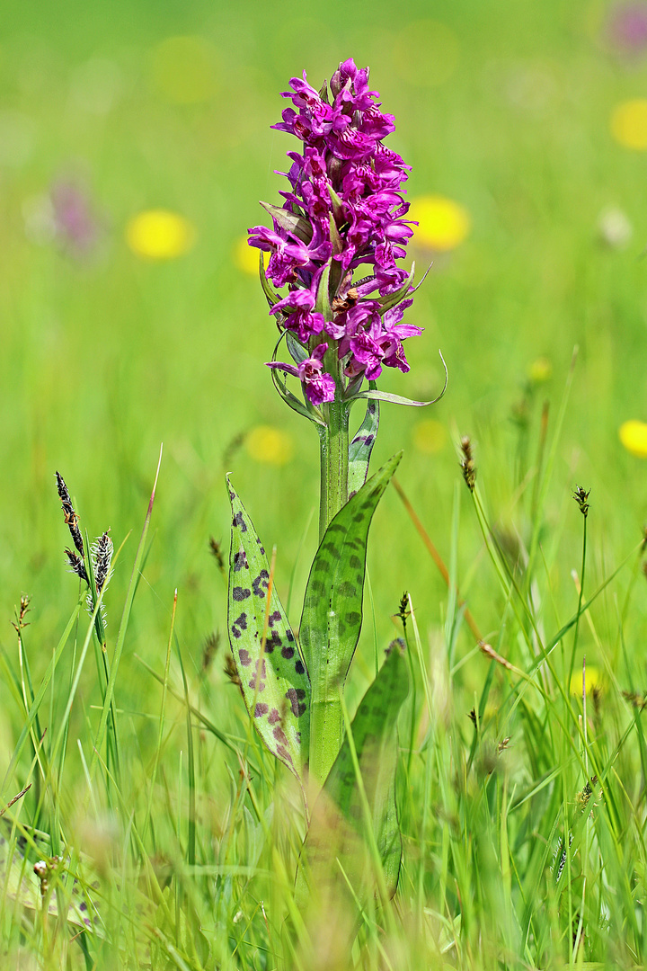 Breitblättriges Knabenkraut (Dactylorhiza majalis) 2