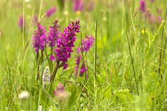 Breitblättriges Knabenkraut (Dactylorhiza majalis) 