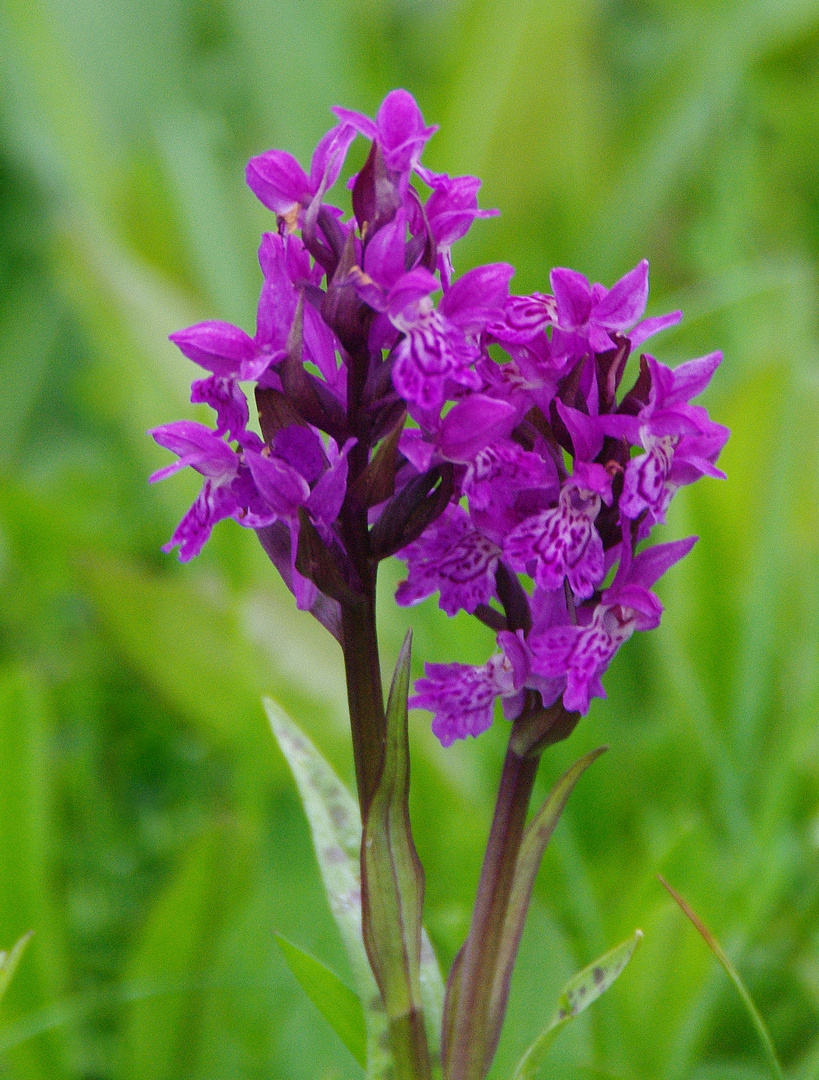 Breitblättriges Knabenkraut (Dactylorhiza majalis )