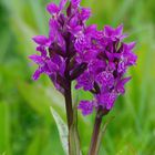 Breitblättriges Knabenkraut (Dactylorhiza majalis )