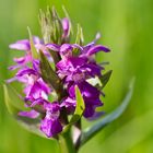 Breitblättriges Knabenkraut  (Dactylorhiza majalis)