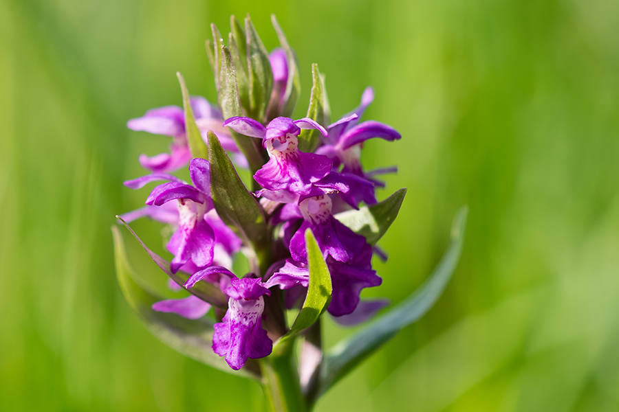 Breitblättriges Knabenkraut  (Dactylorhiza majalis)