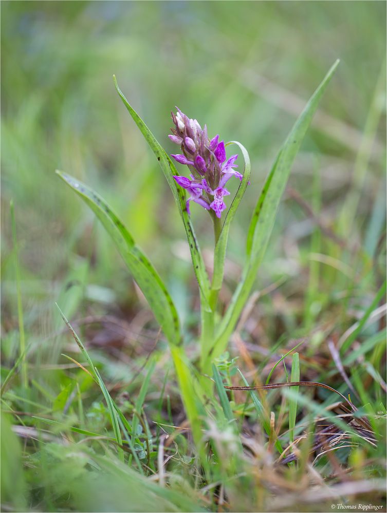 Breitblättriges Knabenkraut (Dactylorhiza majalis).