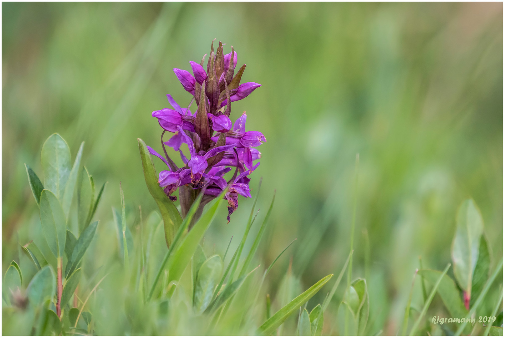 breitblättriges knabenkraut (dactylorhiza majalis)....