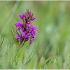 breitblättriges knabenkraut (dactylorhiza majalis)....